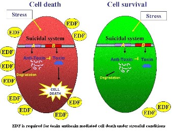 Illustration of the effects of EDF