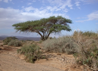Oasis where experiement was conducted. (Photo: Gunter Muller)