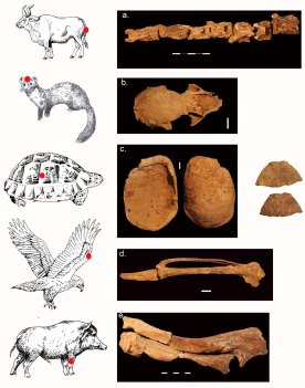 Bones of the animals that was found next to the skeleton (photo by Gideon Hartman)
