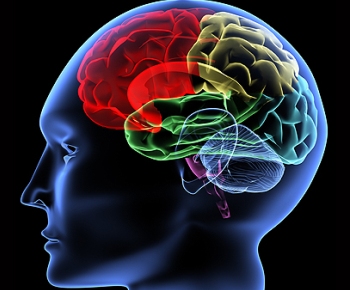 New neural brain-to-bone pathway discovered by Hebrew University researchers