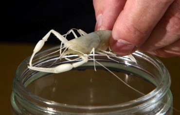 Example of one of the unique crustacean species found in the cave (photo by Sasson Tiram)