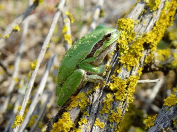 There could be a $67-billion savings in costs if conservation efforts of endemic vertebrates were coordinated across all the highly threatened Mediterranean ecosystem (Photo: Boaz Shacham)