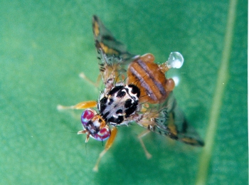 An improved method for sustainable pest control using “super-sexed” but sterile male insects (photo by Roi Caspi)