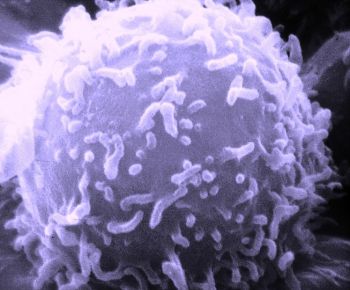 Lymphocyte