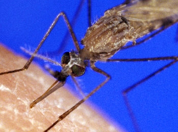 Anopheles mosquito, carrier of the deadly Plasmodium parasite that causes malaria (Photo: Centers for Disease Control and Prevention)