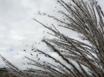 Seeds of sugarcane (Saccharum spontaneum) dispersed by wind. (Hebrew University photo by Ran Nathan)
