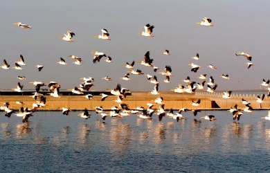 Pelicans in their natural habitat in norther Israel
