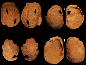 The tortoise shells that were excavated by Dr. Leore Grosman and her team (Photos: Gideon Hartman)